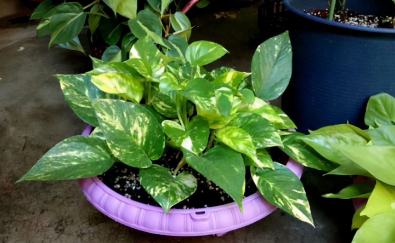 绿萝叶子掉了还能扦插吗,绿萝叶子掉完了就剩藤条了