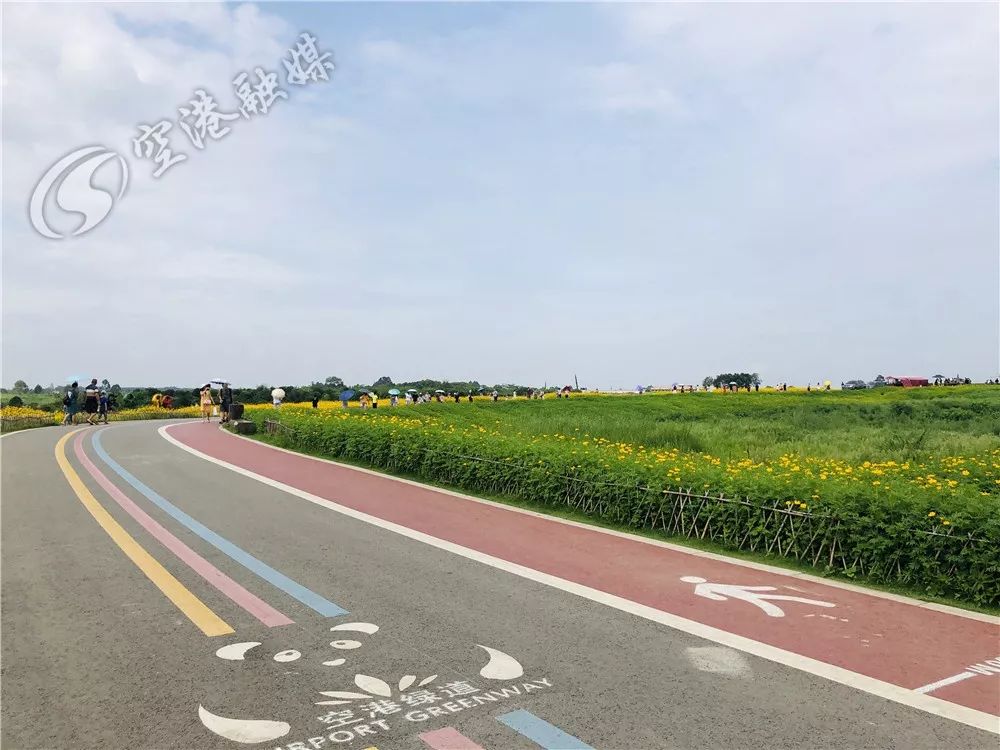 成都空港花田什么时候去最好看,双流空港花田这两天去好耍不