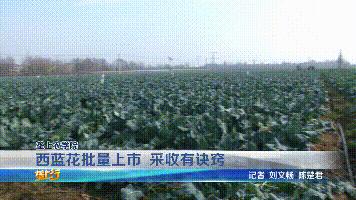 西兰花收购价,西蓝花从定值到采收需要多少天