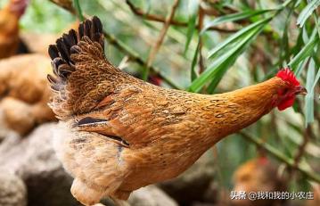 农村养鹅好养吗现在,养鸭和养鹅哪个养殖前景好