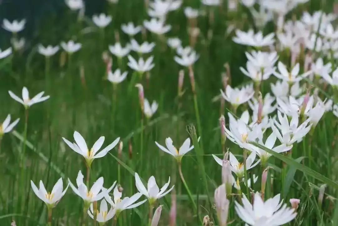 安徽外国语学院排名,安徽省高校总数