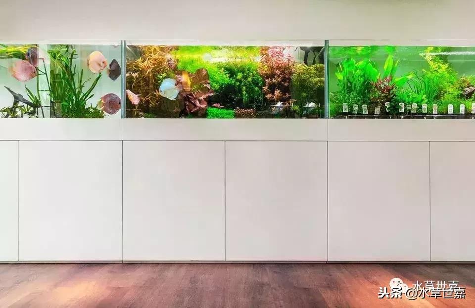 七彩神仙鱼水族箱布景,七彩神仙鱼苗繁殖技术