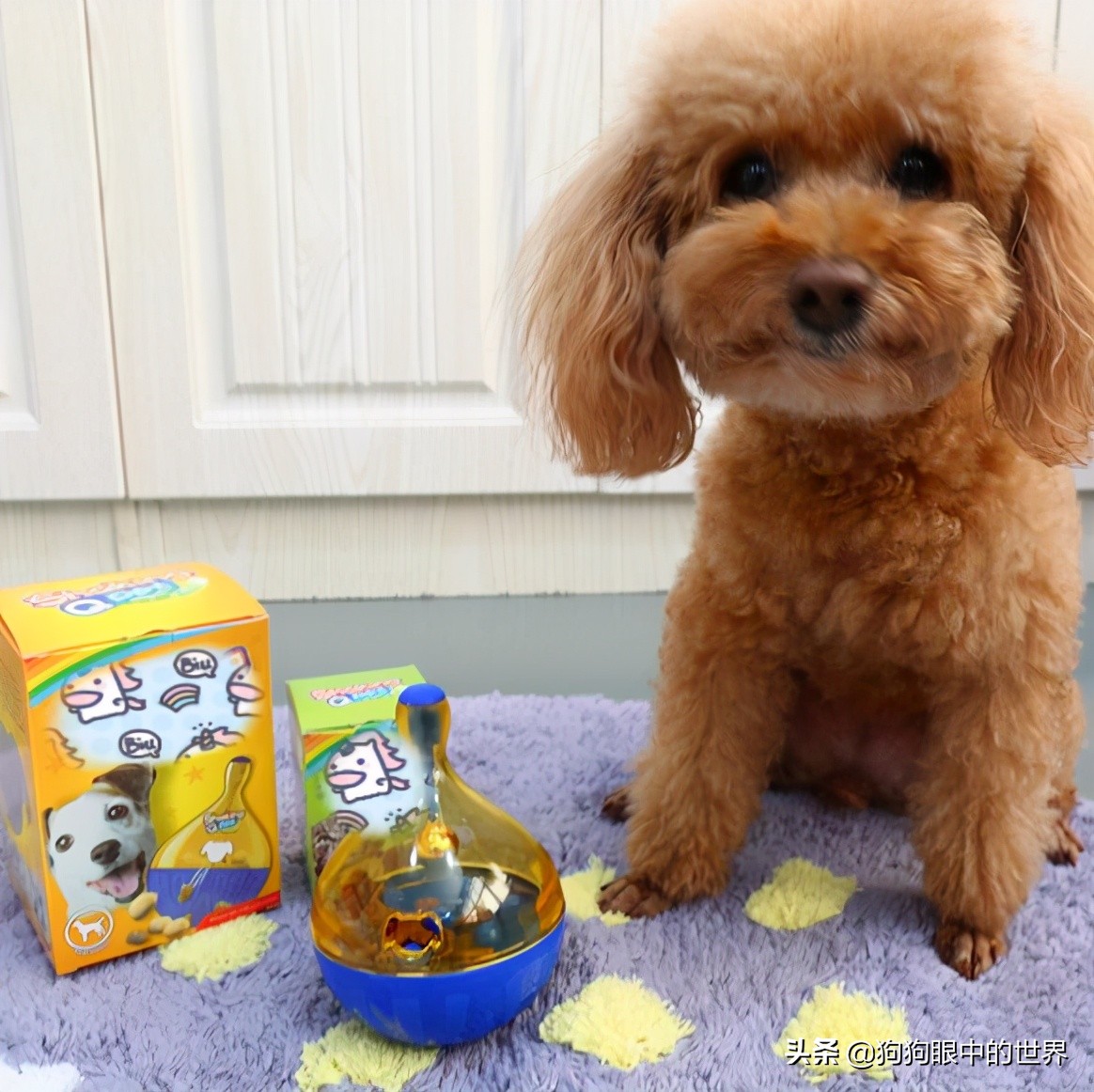 巨型贵宾犬到底有多聪明,巨型贵宾犬聪明吗