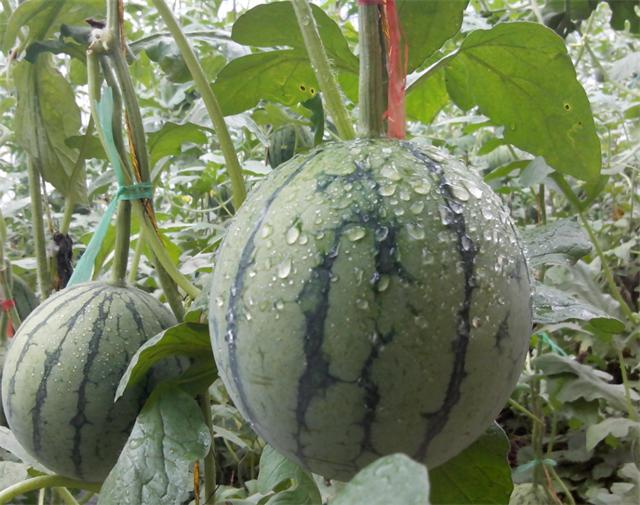北京四季青西山采摘观光园,尽享采摘时光