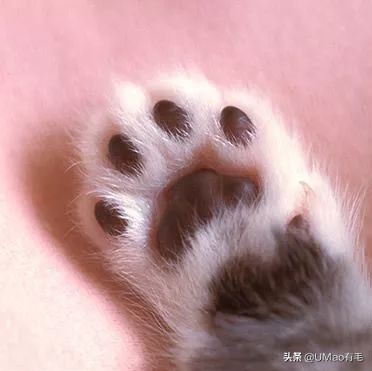 这套喵肉球vs口红色号匹配大全送你了!拿走不谢!