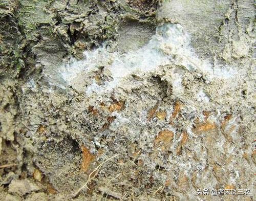 果树斑点病怎么治疗,白纹羽病是什么原因造成的