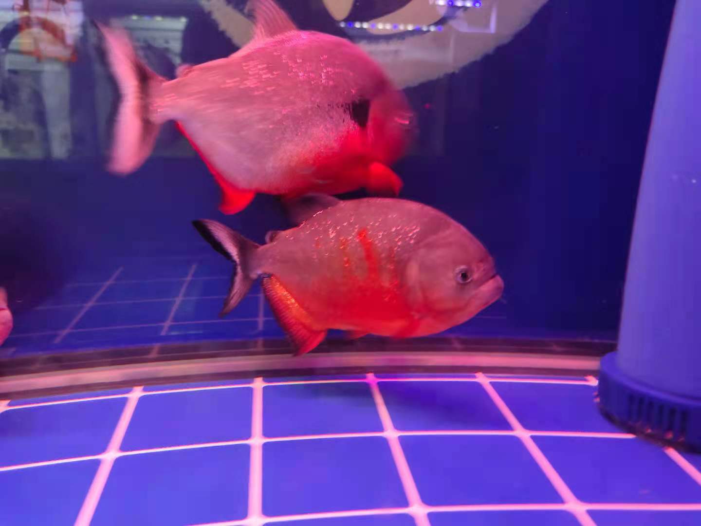 观赏鱼状态最佳，有哪些参考标准，哪些小瑕疵可以视为正常现象？