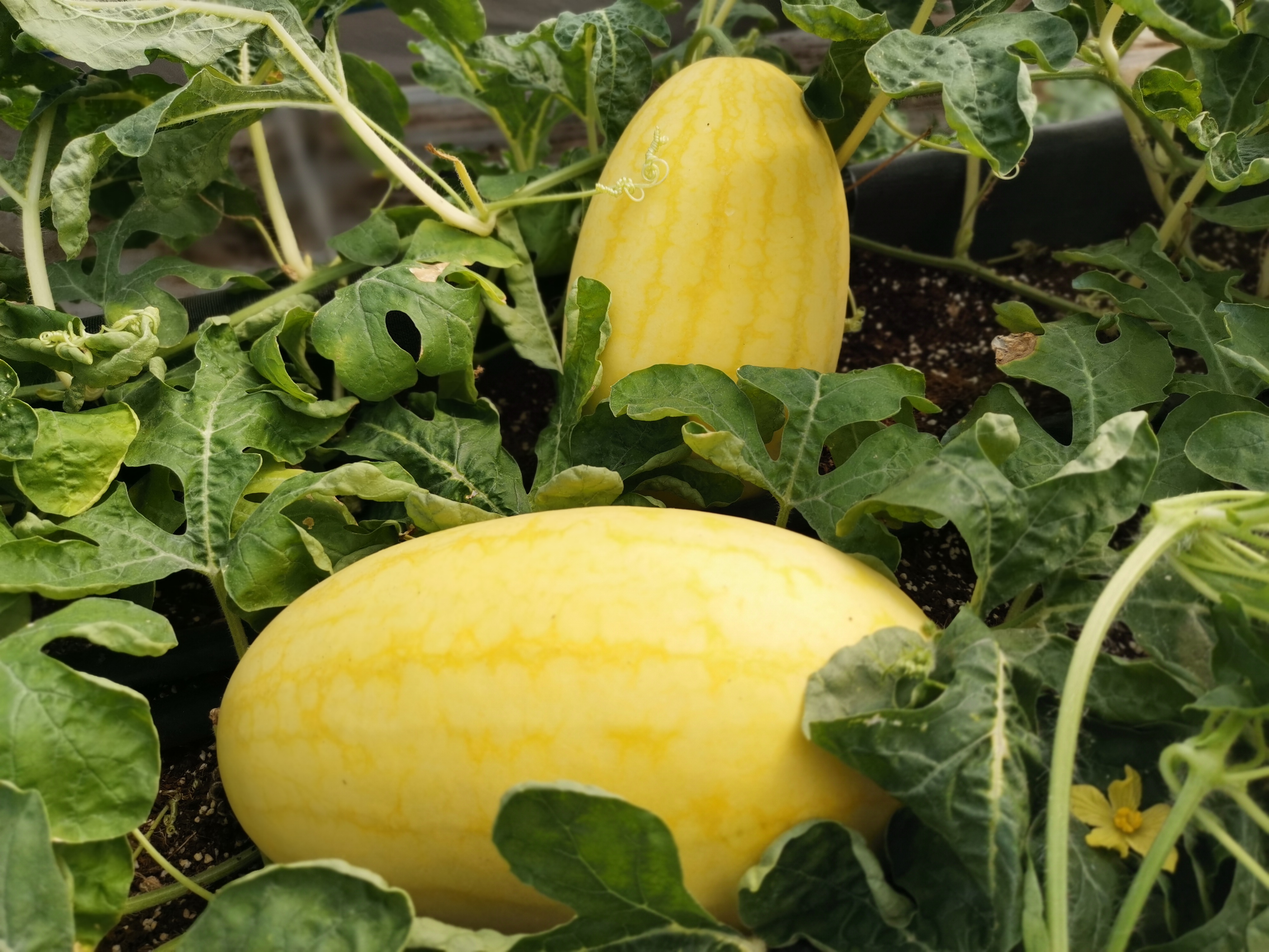 侨鑫生态园景区,华南生态休闲农庄