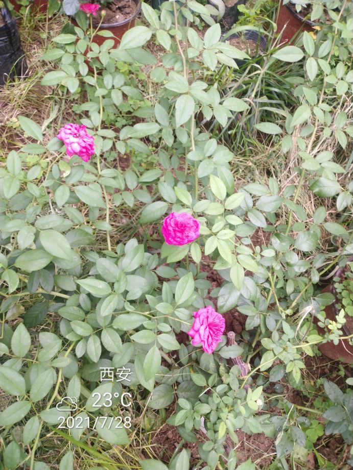 艾弗的玫瑰月季,艾弗的玫瑰月季红色