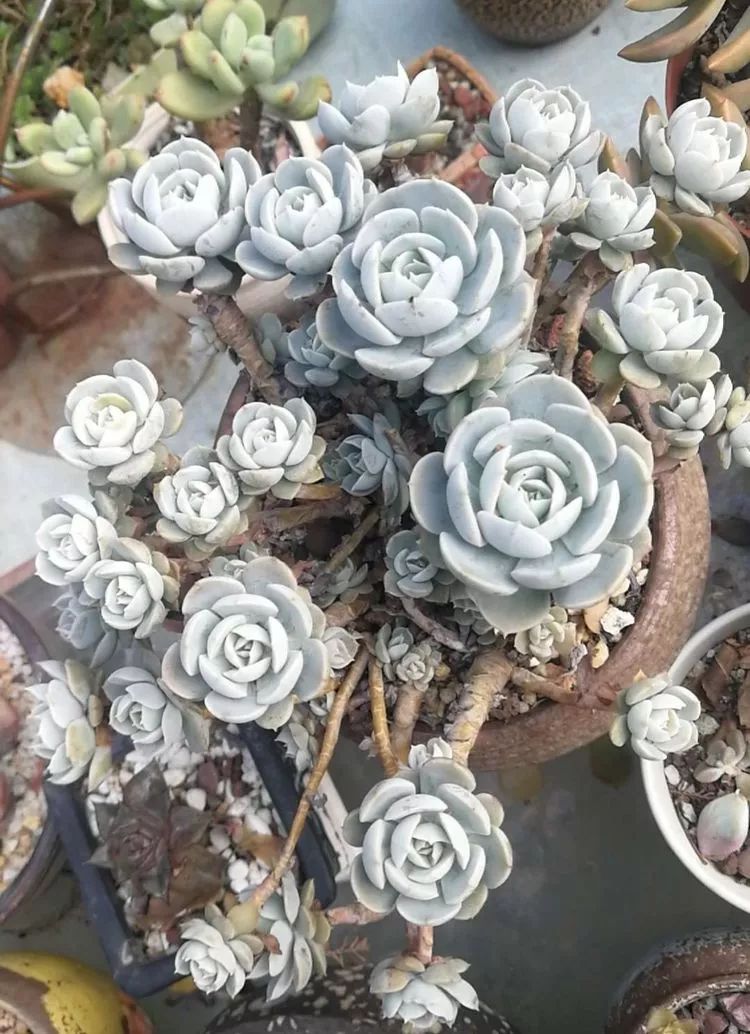 一杯清茶一道暖阳,一杯清茶温暖的时光