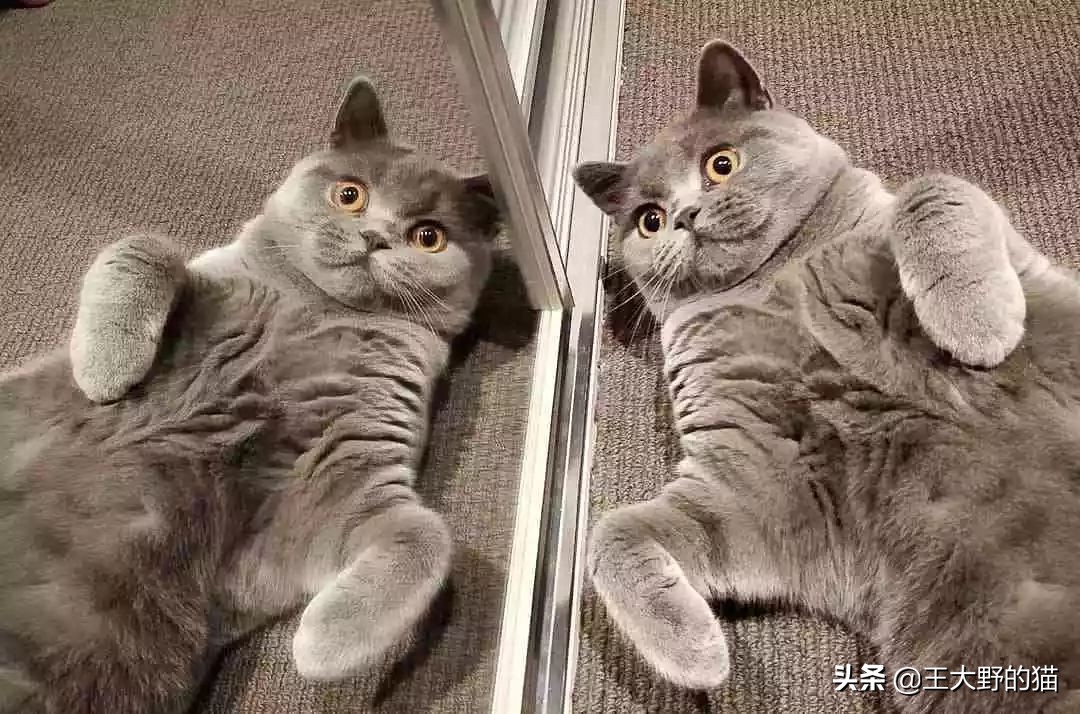 猫看到镜子里的自己,猫眼中的世界是什么样