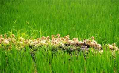 农业经济管理专业分析,农林经济管理学就业方向及前景
