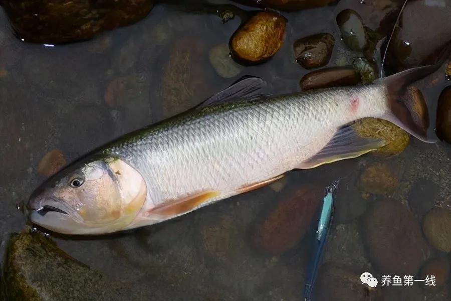 马口鱼又香又脆,马口鱼有灵性吗