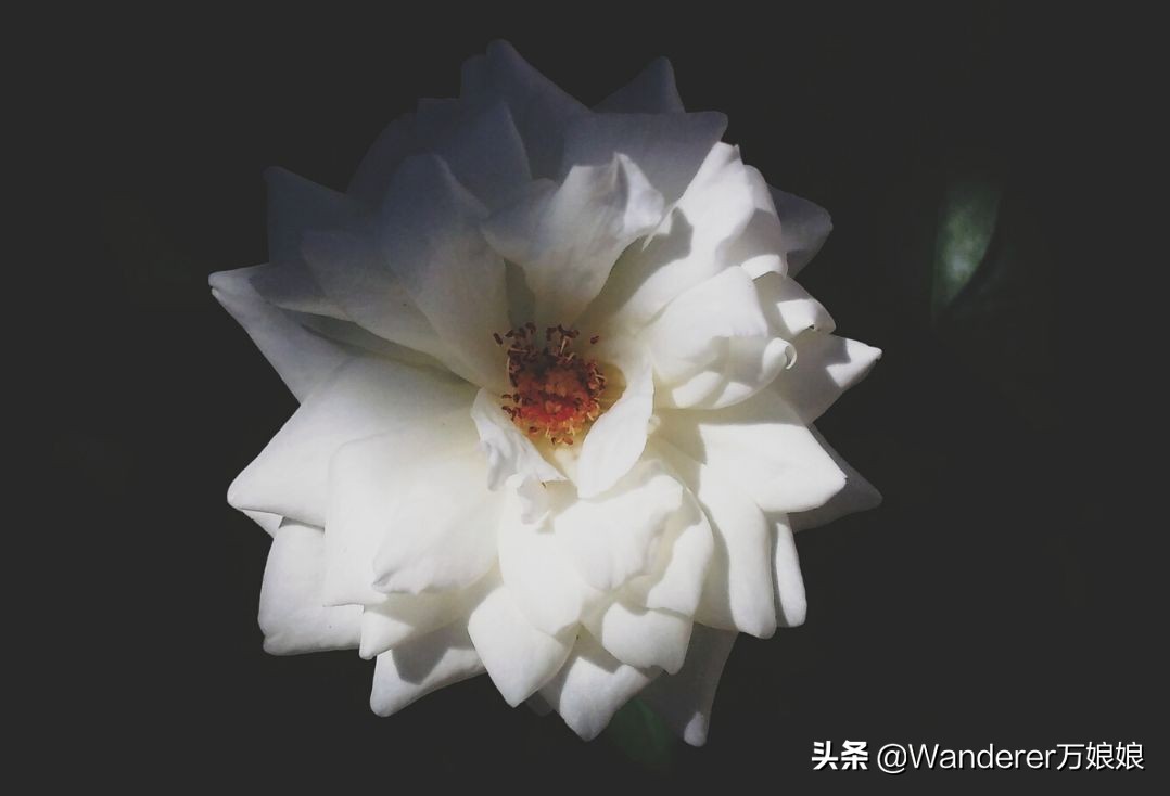 初中语文教师资格证面试如何备考,零基础初中教师资格证备考要多久