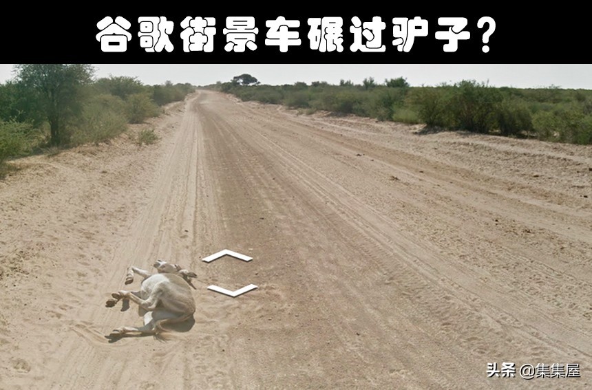 从谷歌地图上拍到的奇怪生物,在谷歌地图上发现的巨大怪异生物