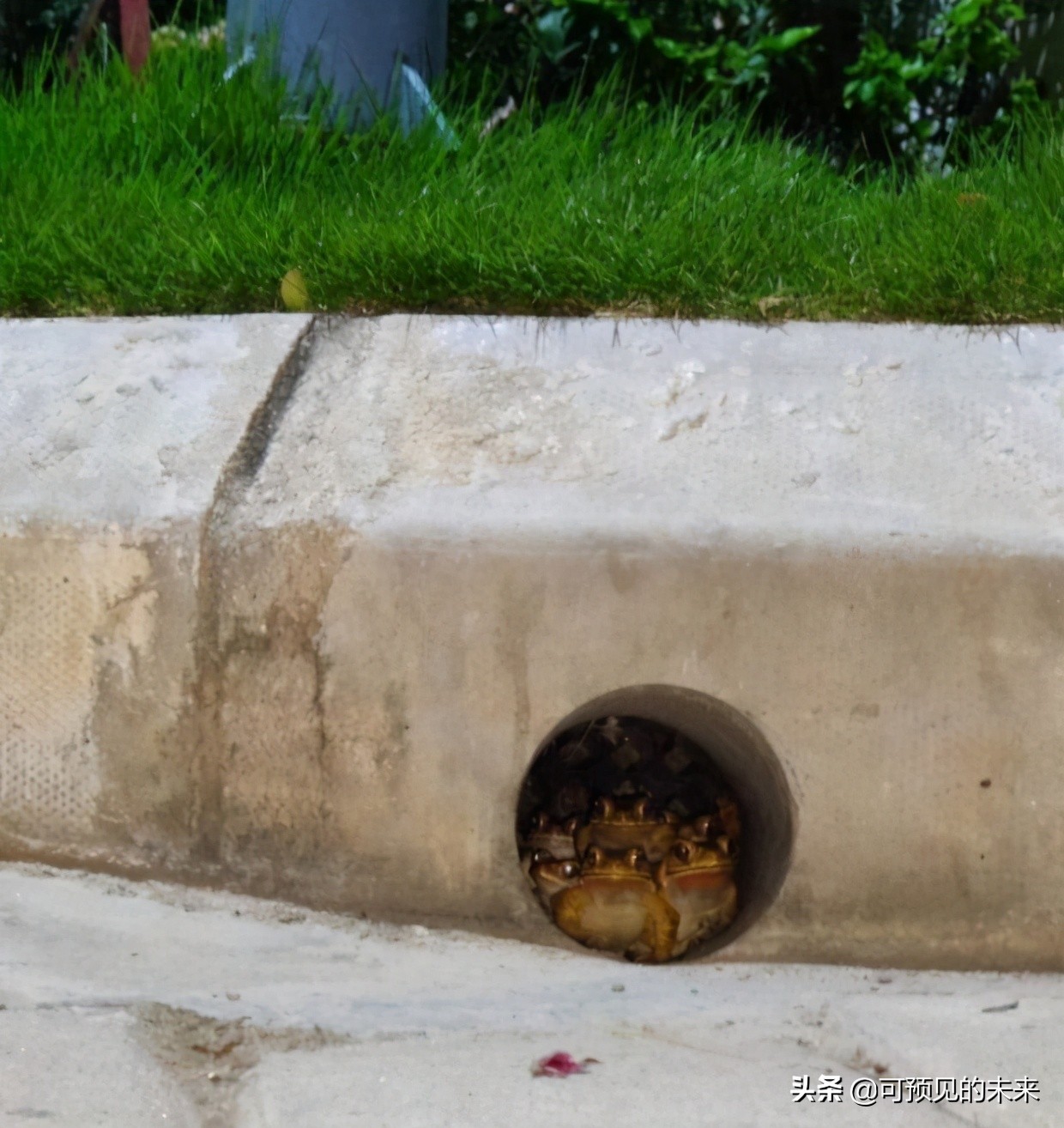 大自然的奇妙之处写话,大自然的奇妙之处作文350字