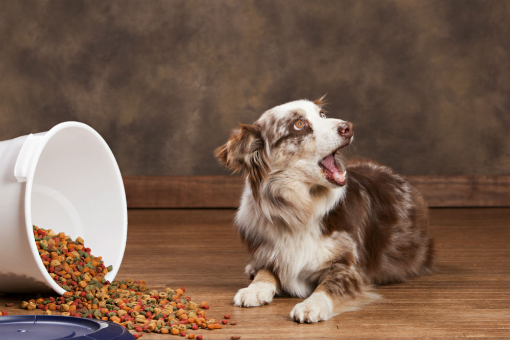 如何知道狗狗吃了什么食物,狗狗零食多久过期