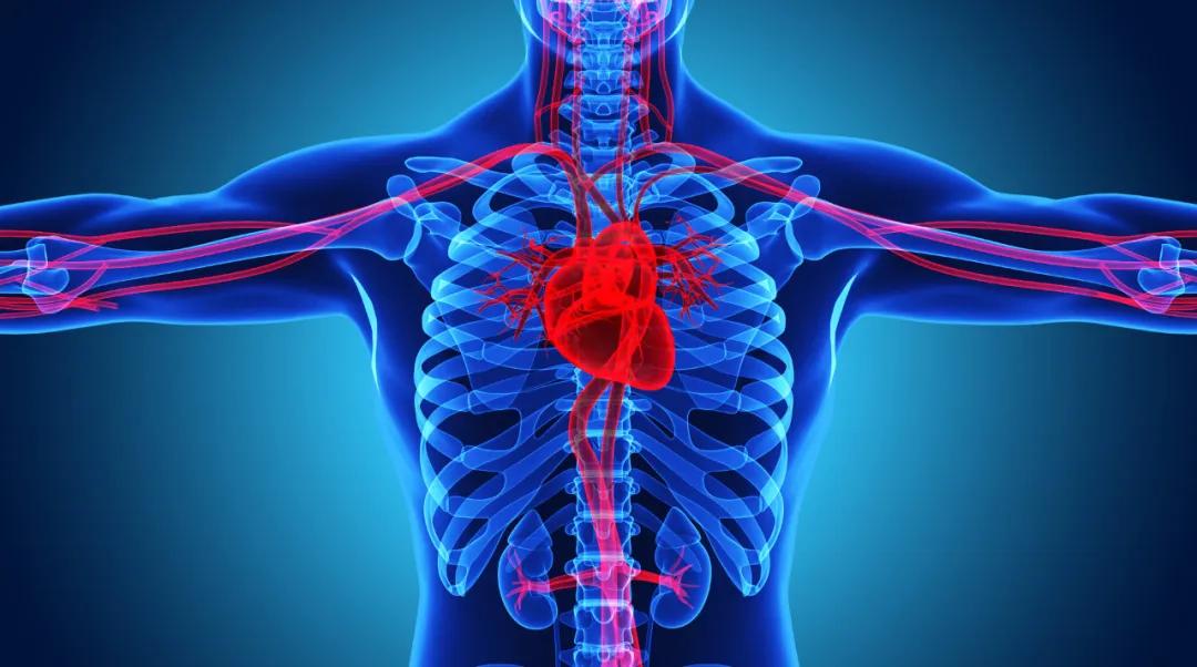 胸椎脊柱问题图解,不容忽视的肩周问题