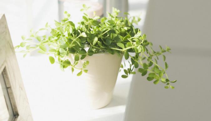 养花用锯末子好吗,养花好用的东西