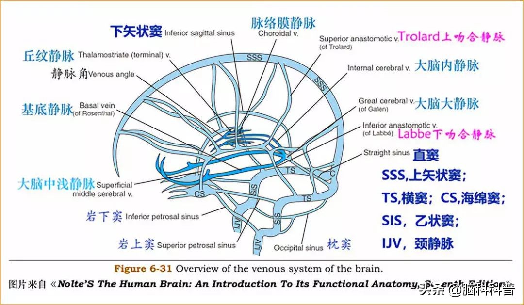 脑静脉分为深浅两支,脑静脉解剖