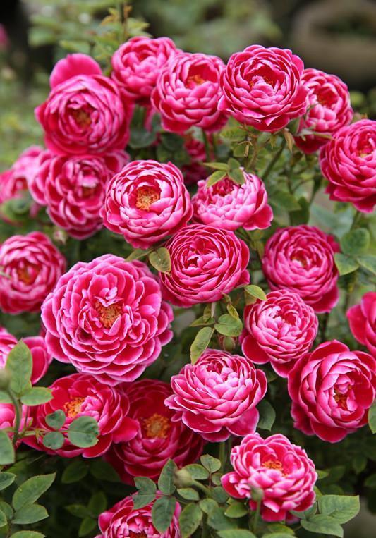 嫁接月季春季枯枝怎么回事,月季不萌芽的枯枝可以修剪吗