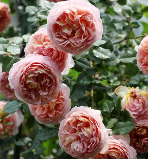 亚伯拉罕达比月季是藤本还是灌木,亚伯拉罕达比和玛格丽特王妃月季