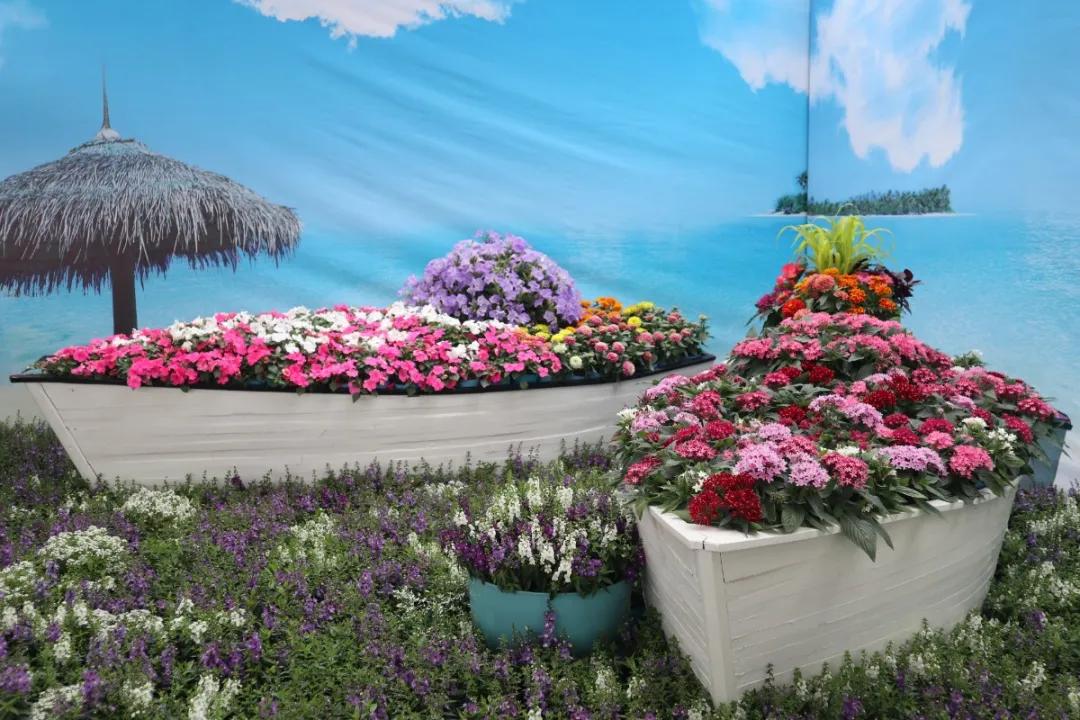 花展的意义,花展布展情况介绍