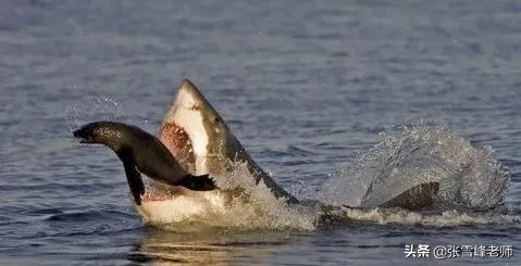 被蜜蜂蛰了有多恐怖,被蜜蜂蜇到其他地方疼