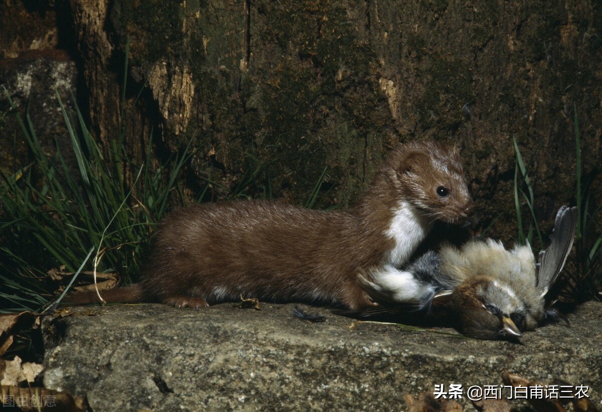 黄鼠狼给鸡拜年最后成功了吗,黄鼠狼给鸡拜年它吃鸡吗