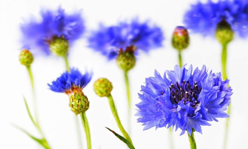 克什米尔蓝宝石的历史,印度克什米尔蓝宝石的特征