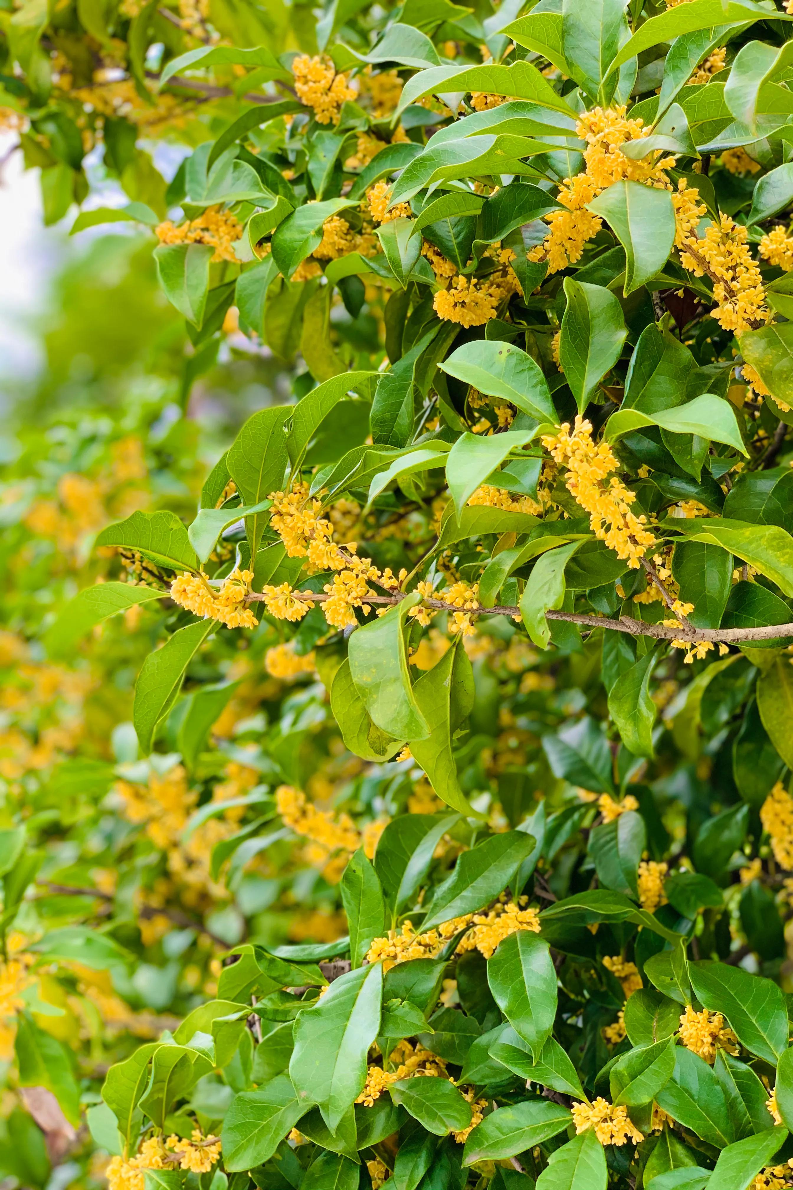 在杭州生活真难吗,在杭州生活有什么优势