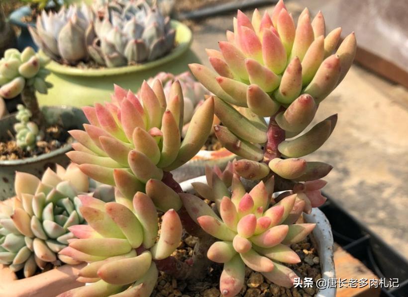 多肉千佛手用什么花盆好看,多肉千佛手好养吗