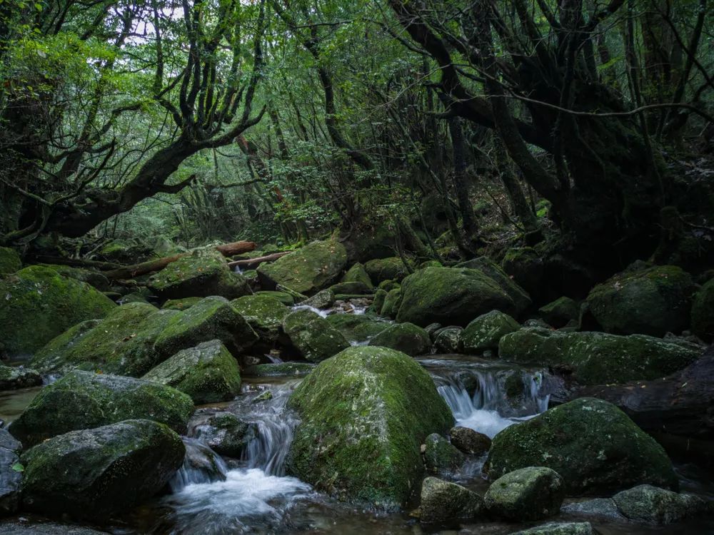 vivonex3和vivonex3s,vivonex3和vivonex3s区别