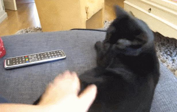 猫咪的快乐就是晃头晃脑,猫咪的隐藏开关