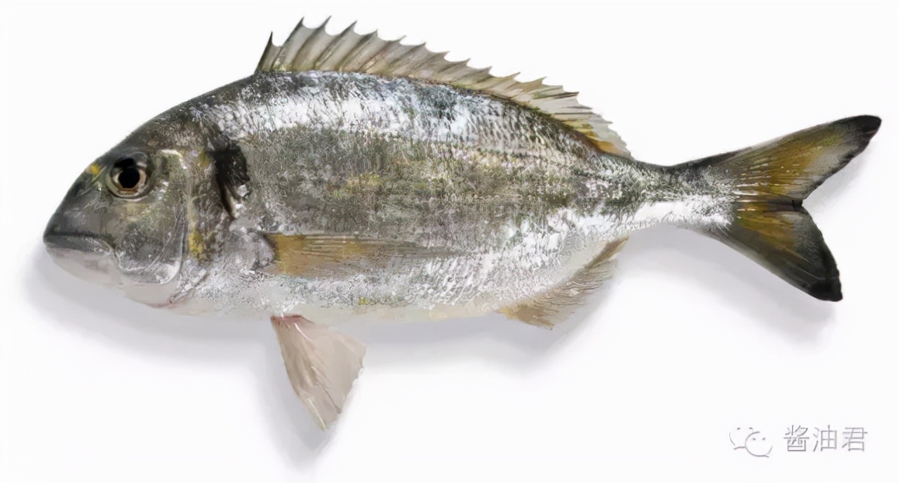 英国超市的鱼类有哪些,英国超市鱼的种类