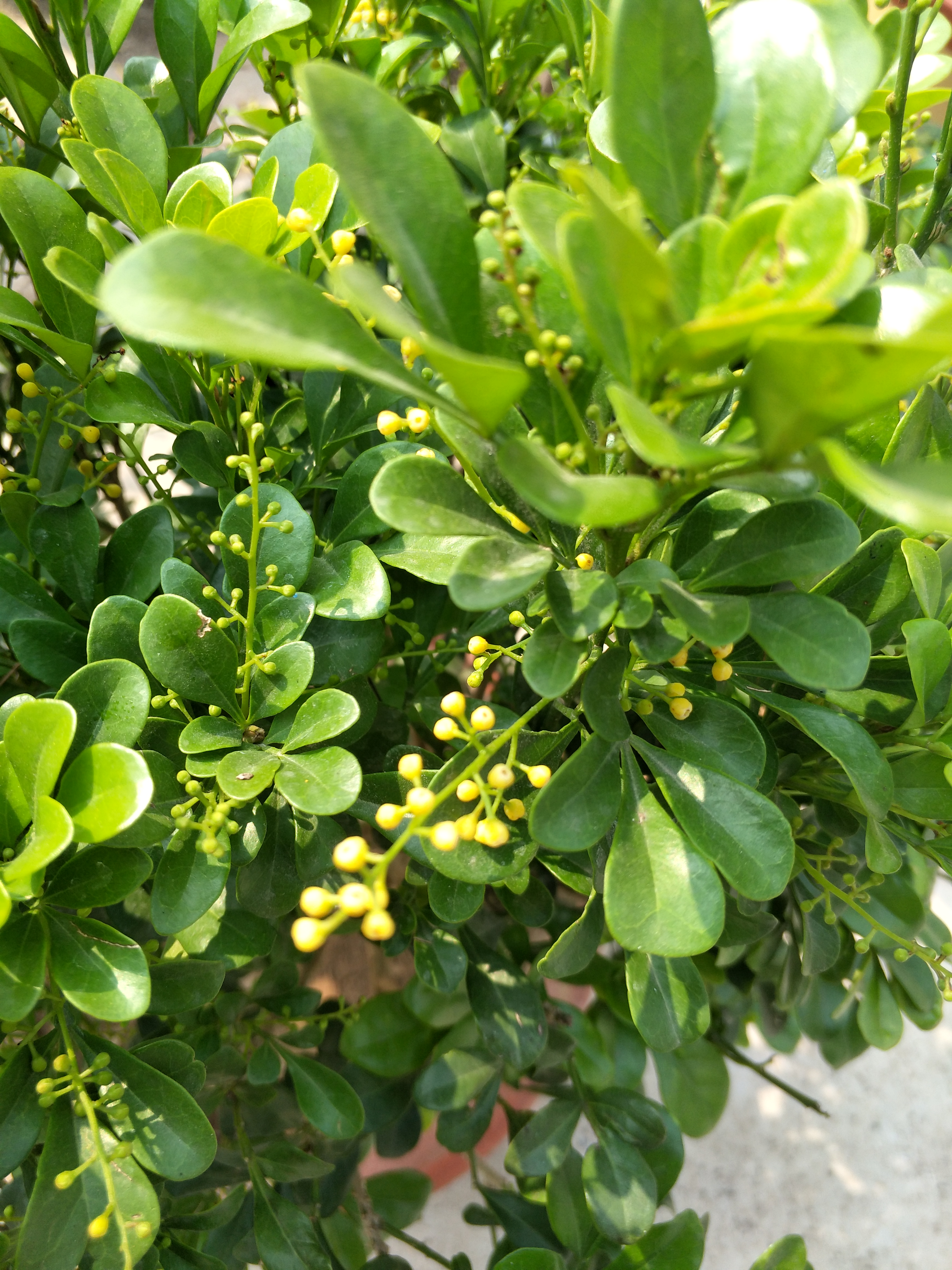 米兰花越冬的修剪方法,米兰花冬天怎么养护和浇水呢