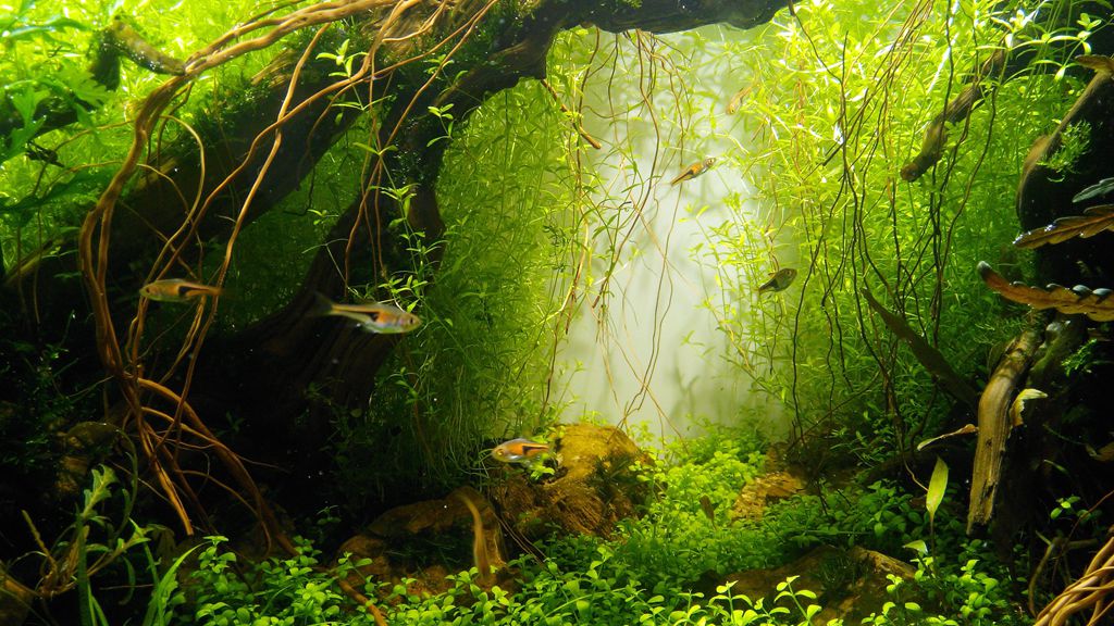 桌面鱼缸新手入门,新手鱼缸入门教程视频