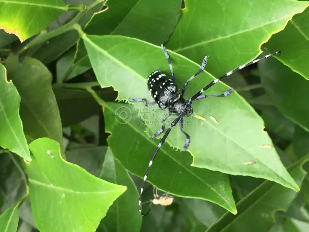 柑橘爆皮虫的防治最佳时期,柑橘天牛钻心虫最佳防治方法