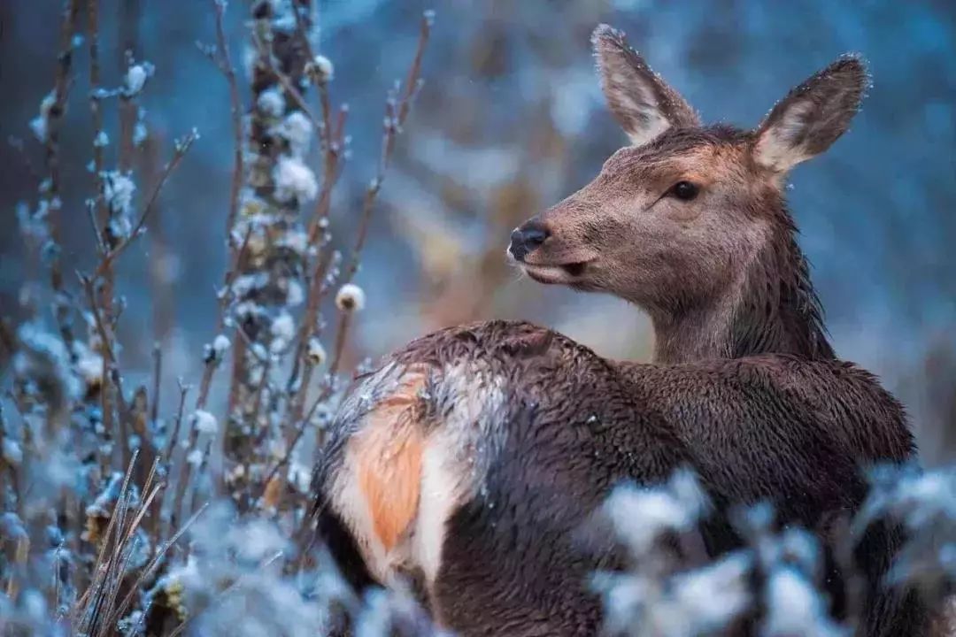 成都附近看雪一日游推荐表,成都周边轻徒步玩雪一日游