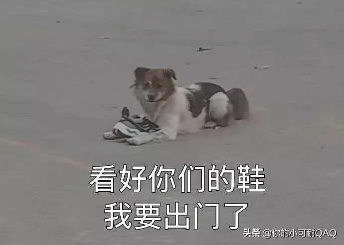 全网通缉照片上的狗,被全网通缉的狗