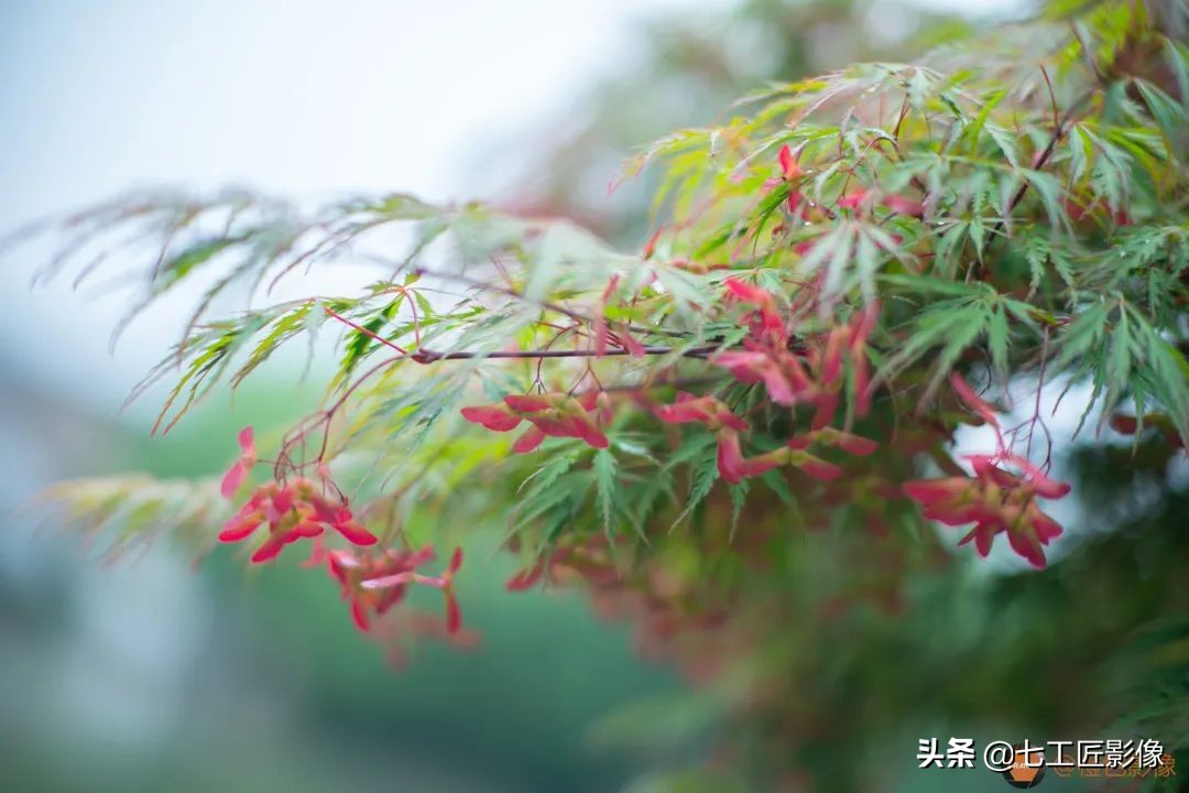 七工匠75mmf1.25夜神人像镜头,七工匠75mmf1.25参数