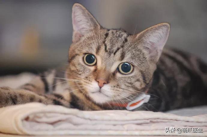 中华田园猫就是叫土猫？论给猫起名，古人可比我们强多了