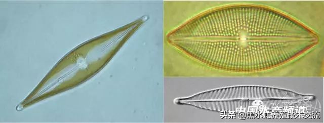 水产藻类大全图片,水产藻类知识大全