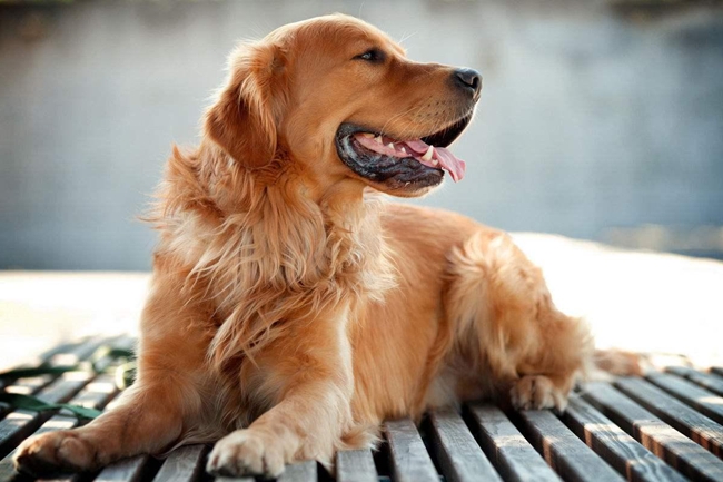 为什么金毛的屎那么臭,金毛吃什么拉的屎不臭