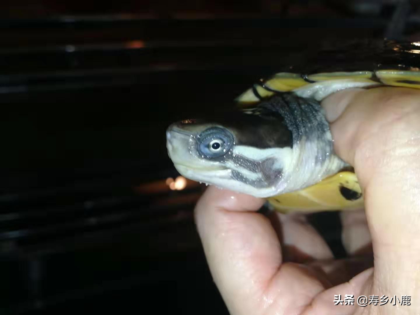 石金钱龟价格暴涨和暴跌的背后,真正的推手是谁?帮凶是谁?