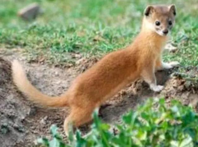 中元诡事大揭秘,中元诡事