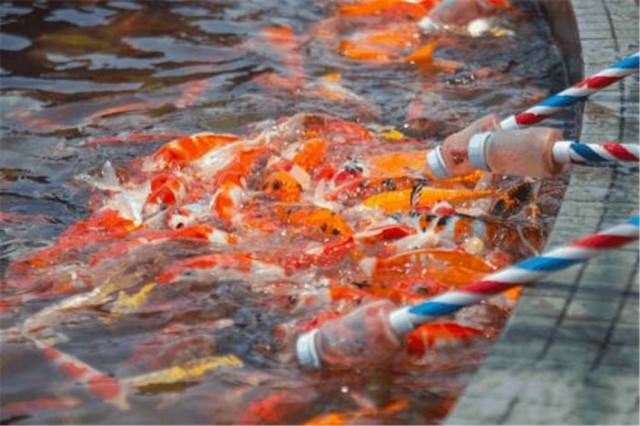 花水湾旅游度假区酒店,花水湾金陵温泉酒店是天然温泉吗