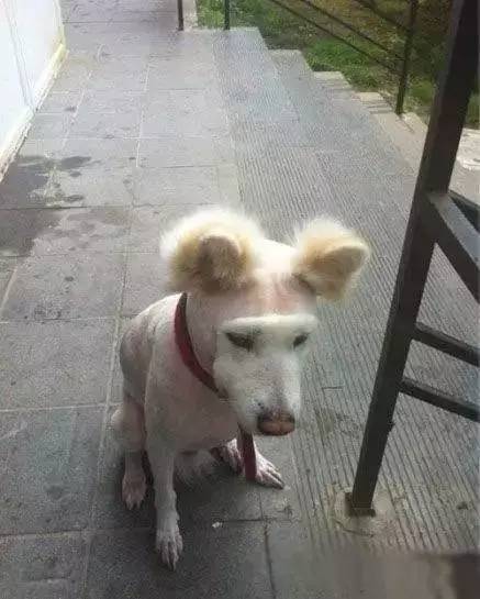 给萨摩耶犬剃毛,给萨摩耶剃毛怎么才能让它不动