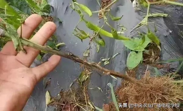 辣椒19种病害谱及防治方法,大棚辣椒种植病害防治方法