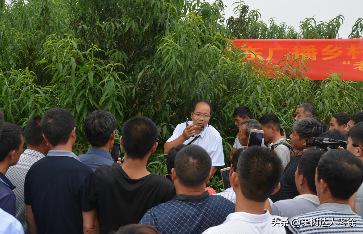 桃树修剪的主要措施有哪些,修剪桃树技术视频教程